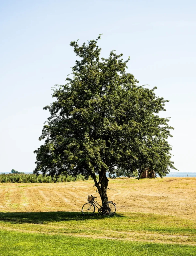 Baum im Sommer mit Fahrrad